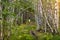 an old, overgrown road in the forest