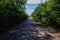 Old overgrown ruined asphalt road in summer