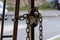 An old padlock on a chain of locked iron gates against the background of blurred cars on the street