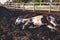 Old paint thoroughbred horse taking a nap in his paddock, lying down in the mud: sleeping horse