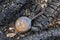 Old pan and charred wooden parts of a burnt house in countryside