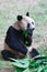 Old panda eating bamboo leaves