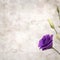 Old paper background with dark violet eustoma flowers and buds