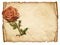 Old paper sheet, Vintage aged old paper with rose