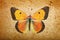 Old paper texture and orange butterfly. grunge background with butterfly close up.