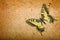 Old paper texture and swallowtail butterfly. grunge background with butterfly