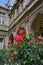 Old Parisian building with rose bush