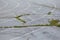 An old Park asphalt running track with markings and grass that grows through the cracks. Outdoor treadmill. Selective focus. The