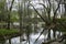 Old Park, centennial Park, fallen tree, sludge pond