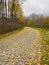 An old paved curved road, covered with yellow leaves in the fall