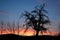 Old pear tree in a natural neglected orchard. Early morning at sunrise. silhouette, blue sky hills and orange sunrise. pears live