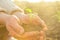 Old Peasant Hands holding green young Plant in Sunlight Rays