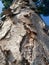 Old peeling bark on a tree