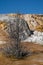 Old petrified tree grew in the hot springs of Mammoth Hot Springs in Yellowstone National Park