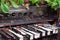 Old piano left to become overgrown with plants and vegetation