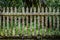 Old picket fence with lots of lichens and moss