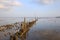 Old Pier Pilings covered in shell and barnacles at low tide