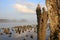 Old Pier Pilings covered in shells and barnacles.  low tide