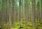 Old pine forest in the Repovesi National park, Finland