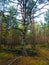 an old pine, with long twisting branches, in a pine forest