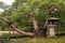 Old pine and stone japanese lantern in Garden Kenrokuen in Kanazawa, Japan