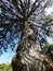 Old pine tree - bottom view trunk bark