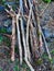 Old Pine Tree Branches in Home Garden