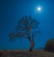Old pine tree on a Cirali beach in a moon light