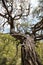 Old pine tree close up. Background photo. Goynuk Canyon