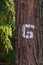 An old pine tree in a forest marked with white paint.