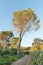 Old pine tree in a formal garden in Somerset-West