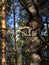 An old pine tree with gnarled dry branches is illuminated by the sun. Natural forest background