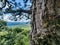 Old pine tree texture with distant landscape