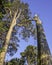 Old pine tree trunks growing in british woodland