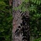 Old pine trunk, sunlit