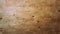 Old pine wood floor boards detail grunge pattern surface abstract texture background