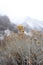 Old plants stand strong against the mountains snowy winter