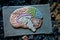 Old plastic model of human brain in abandoned school