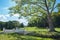 Old platanus tree in park with lake and bridge