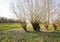 Old pollard willows in a row in a nature reserve