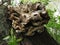 Old polypore