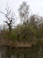 Old pond with dry reeds and intricately curved trees