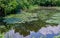 Old pond with water lily flowers and gren tree reflections in botanical garden