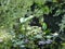 An old pond. Water plants