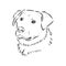 The old poor mangy dog look sad and lonely., mongrel, abandoned dog, vector sketch illustration