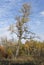 Old poplar (Populus nigra) in autumn