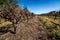 Old pruned grape vines in Clare Valley near Flinders Ranges, South Australia