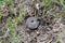 An old puffball that has been cracked open releasing spores