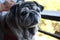 Old Pug Cute Fat Dog Healthy Close Up Close Up Funny Faces Selectable Focus Pet Concept.