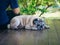 An old pug dog Lying on the balcony of the house, dog is sleeping next to the owner